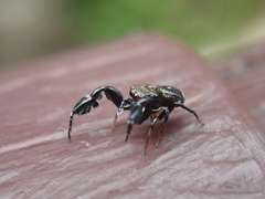 Harmochirus insulanus