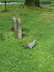 Columba palumbus