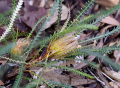 Banksia dallanneyi
