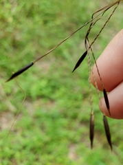 Piptochaetium avenaceum