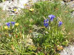 Gentianopsis detonsa