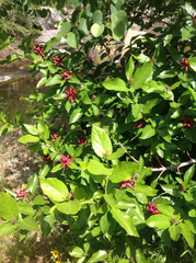 Lindera obtusioba