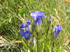 Gentianopsis detonsa