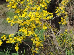 Coronilla valentina glauca