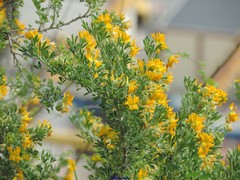 Medicago arborea