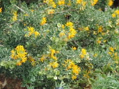 Medicago arborea