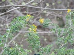 Medicago arborea