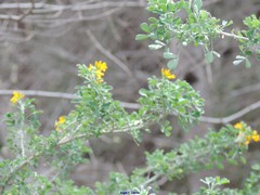 Medicago arborea