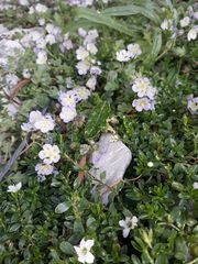 Phacelia platycarpa
