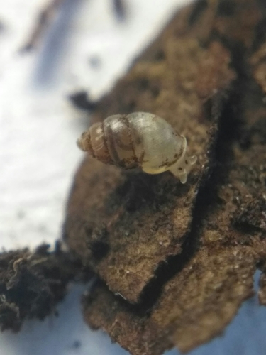 Herald-snail, Svyatoshyns'kyi District, Kyiv, Ukraine, 02000, photo 8 of 10