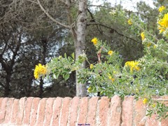 Medicago arborea