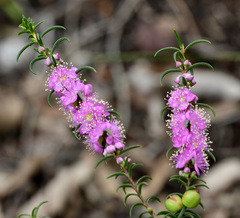 Hypocalymma robustum