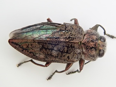 Chrysobothris scabripennis