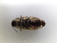 Chrysobothris scabripennis