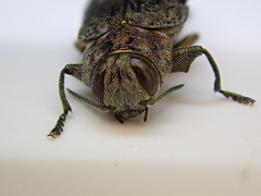 Chrysobothris scabripennis