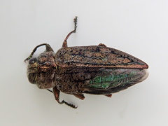 Chrysobothris scabripennis