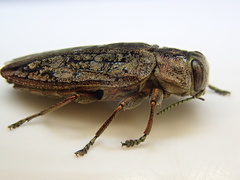 Chrysobothris scabripennis