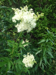 Filipendula ulmaria