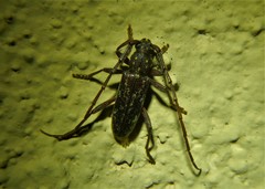 Orwellion gibbulum arizonense