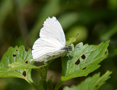 Hesperocharis