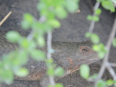 Sceloporus spinosus