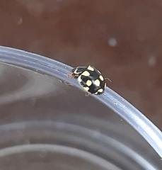 Propylea quatuordecimpunctata