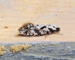 Nemapogon granella