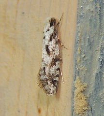 Nemapogon granella
