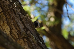 Miombo Tit photo 4