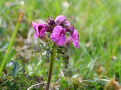 Pedicularis rostratocapitata