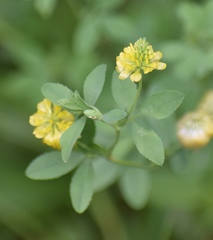 Trifolium aureum