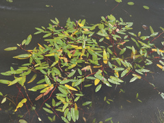 Persicaria amphibia