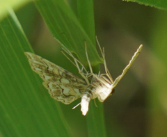 Elophila icciusalis