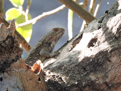 Sceloporus spinosus