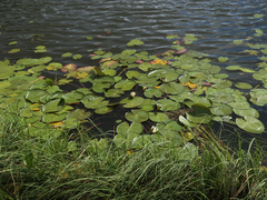 Nymphaea alba