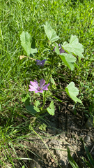 Malva sylvestris sylvestris