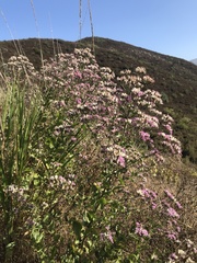 Acourtia microcephala