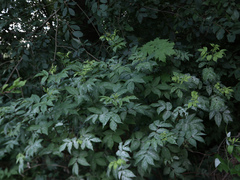 Erysiphe vanbruntiana