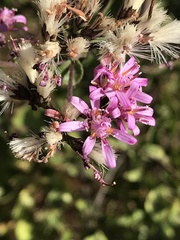 Acourtia microcephala