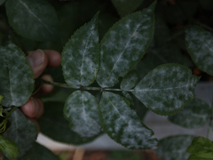 Erysiphe vanbruntiana