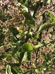 Acourtia microcephala