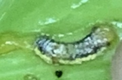 Evergestis rimosalis