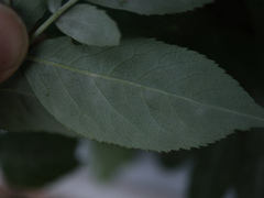 Erysiphe vanbruntiana