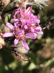 Acourtia microcephala