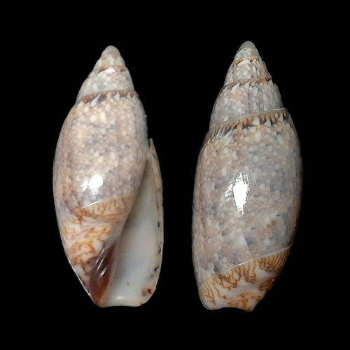 Jasper Dwarf Olive
