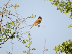 Sporophila torqueola