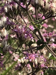 Acourtia microcephala