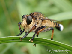 Promachus yesonicus