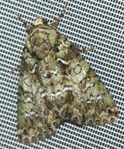 Guernsey Underwing, photo 4 of 10