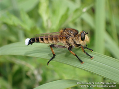 Promachus yesonicus
